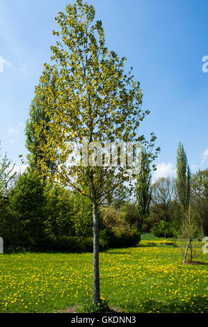 park deciduous tree black poplar Stock Photo