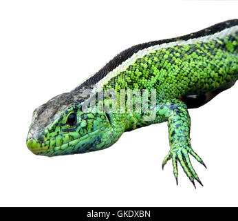 Little green lizards Stock Photo
