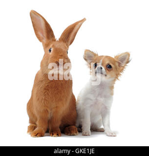dog rabbit puppy Stock Photo