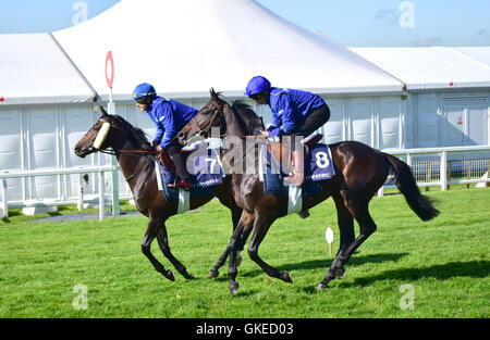 Contenders Derby and Oaks try out the famous Epsom Downs Racecourse  Featuring: Mickael Barzalona Cloth of Stars Where: Epsom, United Kingdom When: 24 May 2016 Stock Photo