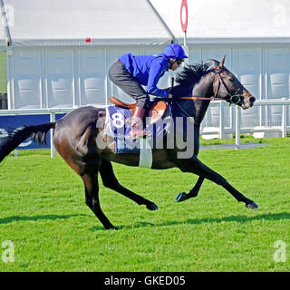 Contenders Derby and Oaks try out the famous Epsom Downs Racecourse  Featuring: Mickael Barzalona Cloth of Stars Where: Epsom, United Kingdom When: 24 May 2016 Stock Photo