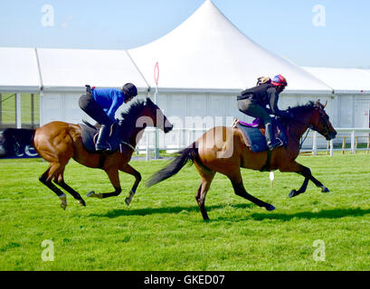 Contenders Derby and Oaks try out the famous Epsom Downs Racecourse  Featuring: Frankie Dettori, AP McCoy Where: Epsom, United Kingdom When: 24 May 2016 Stock Photo
