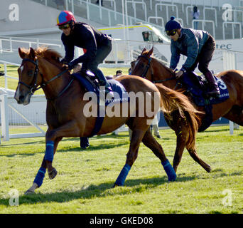 Contenders Derby and Oaks try out the famous Epsom Downs Racecourse  Featuring: Frankie Dettori Where: Epsom, United Kingdom When: 24 May 2016 Stock Photo
