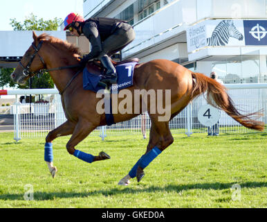 Contenders Derby and Oaks try out the famous Epsom Downs Racecourse  Featuring: Frankie Dettori Where: Epsom, United Kingdom When: 24 May 2016 Stock Photo