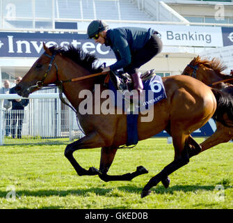 Contenders Derby and Oaks try out the famous Epsom Downs Racecourse  Featuring: Andrea Atzeni Where: Epsom, United Kingdom When: 24 May 2016 Stock Photo