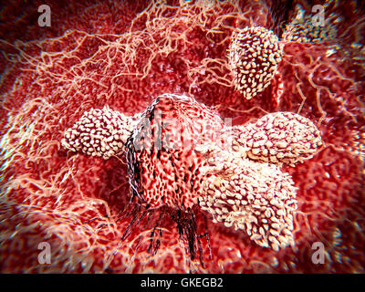 Cytotoxic T Cell Attacking Cancer, Illustration Stock Photo - Alamy