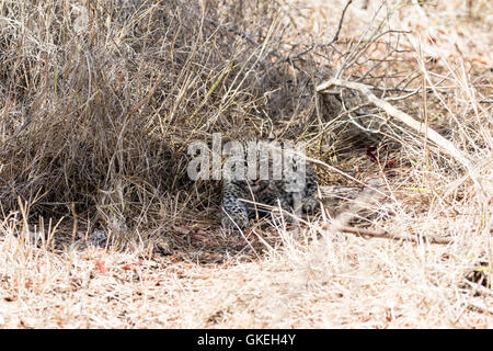 African leopard cub camouflaged in dry grass, Sabi Sands, South Africa Stock Photo