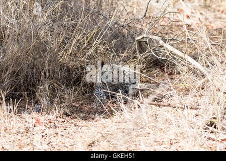 African leopard cub camouflaged in dry grass, Sabi Sands, South Africa Stock Photo