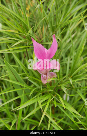 Wild Siam tulip (Curcuma alismatifolia) Sai Thong National Park, Chaiyaphum, Thailand Stock Photo