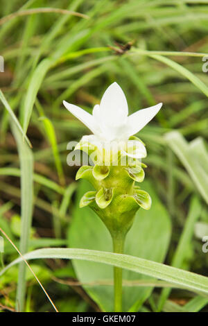 Wild Siam tulip (Curcuma alismatifolia) Sai Thong National Park, Chaiyaphum, Thailand Stock Photo