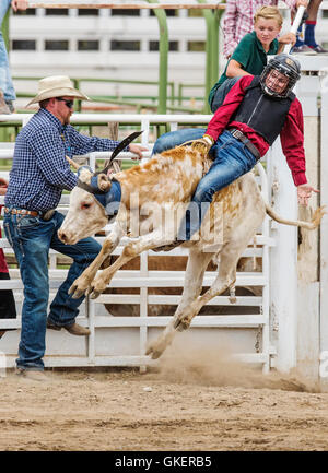 Young cowboy riding a small bull in the Junior Steer Riding competition, Chaffee County Fair & Rodeo, Salida, Colorado, USA Stock Photo