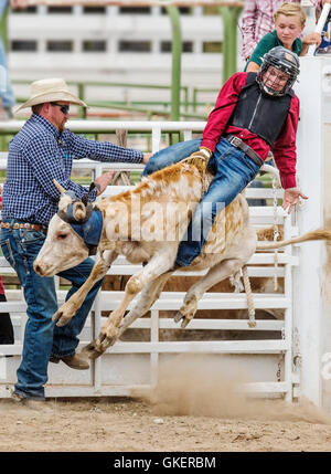 Young cowboy riding a small bull in the Junior Steer Riding competition, Chaffee County Fair & Rodeo, Salida, Colorado, USA Stock Photo