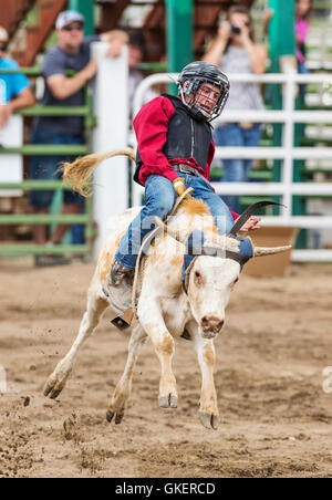 Young cowboy riding a small bull in the Junior Steer Riding competition, Chaffee County Fair & Rodeo, Salida, Colorado, USA Stock Photo