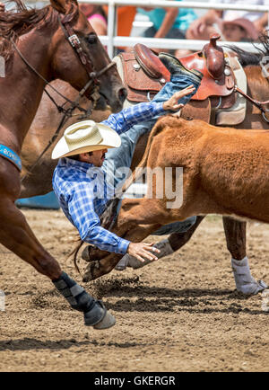 Rodeo cowboys on horseback competing in steer wrestling event, Chaffee County Fair & Rodeo, Salida, Colorado, USA Stock Photo