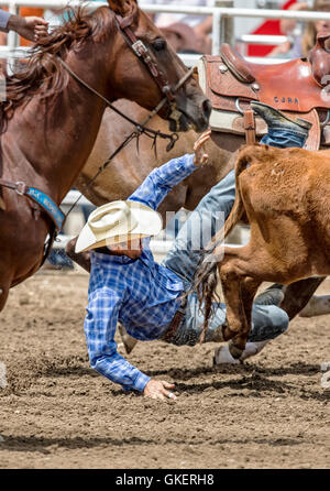 Rodeo cowboys on horseback competing in steer wrestling event, Chaffee County Fair & Rodeo, Salida, Colorado, USA Stock Photo