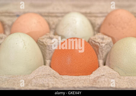 Closeup on group of unwashed chicken eggs in open carton Stock Photo