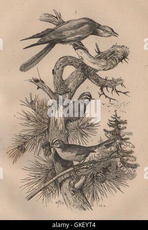 BIRDS: Roitelet (Wren). Rollier (Roller), antique print 1834 Stock Photo