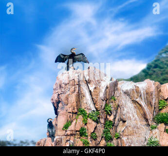 Cormorant sitting on a rock with wings spread wide to dry Stock Photo