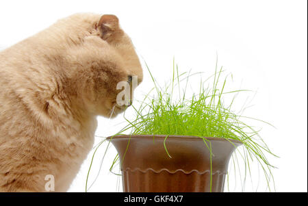 Red british fold cat eats green grass, isolated on white Stock Photo