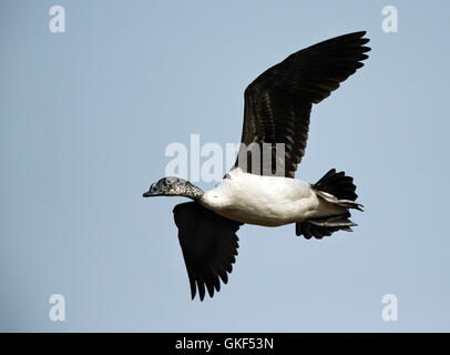 The image of Comb duck ( Sarkidiornis melanotos) in flight, Keoladev national park, Bharartpur, India Stock Photo