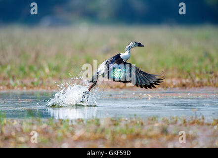 The image of Comb duck ( Sarkidiornis melanotos) take off, Keoladev national park, Bharartpur, India Stock Photo