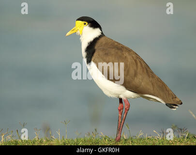 A Masked Lapwing resting along the ocean shore. Stock Photo