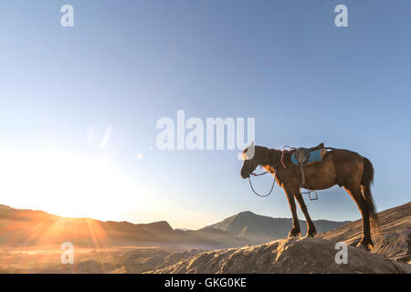 Horse near Mt.Bromo in early morning. Stock Photo