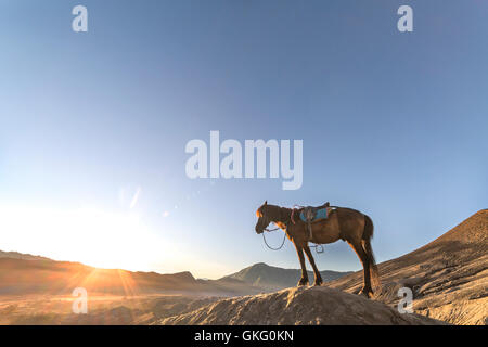 Horse near Mt.Bromo in early morning. Stock Photo