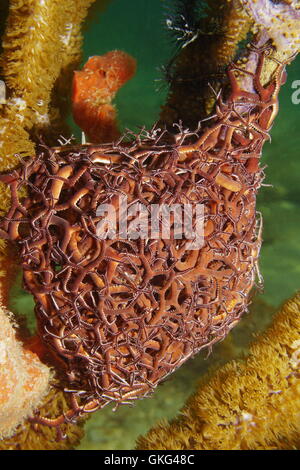 Caribbean Basket Star Astrophyton Muricatum Stock Photo - Alamy