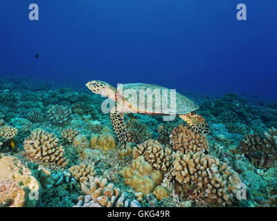 A hawksbill sea turtle, Eretmochelys imbricata, underwater on a coral reef, Pacific ocean, Tuamotu archipelago, French Polynesia Stock Photo