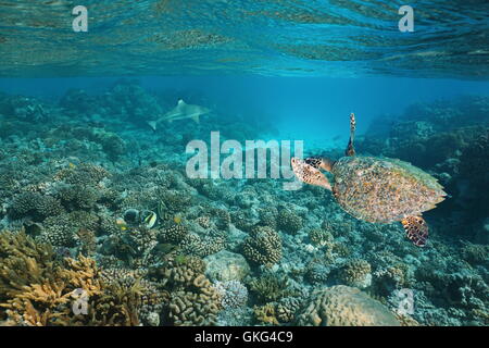 A hawksbill sea turtle underwater on a shallow coral reef with a shark in background, Pacific ocean, Tuamotus, French Polynesia Stock Photo