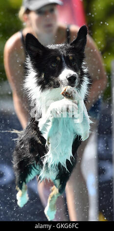 Leipzig, Germany. 20th Aug, 2016. A Bordercollie jumping into a pool at the Dog Diving stand at the fair Hund und Kats (lit. 'Dog and Cat') in Leipzig, Germany, 20 August 2016. The fair on the popular four-legged animals continues until Sunday, 21 August 2016. PHOTO: HENDRIK SCHMIDT/dpa/Alamy Live News Stock Photo