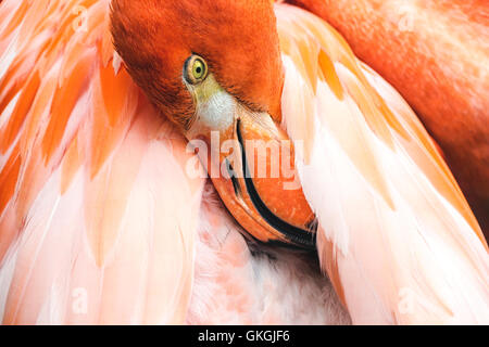 Close up of pink Flamingo with head in feathers Stock Photo