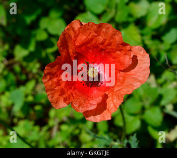 Red Poppy Flower Stock Photo