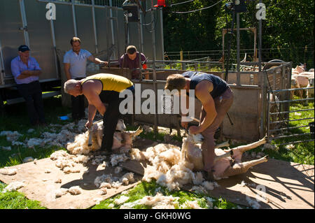 Sheep shearing at Llanthony Show near Abergavenny Monmouthshire South Wales UK Stock Photo