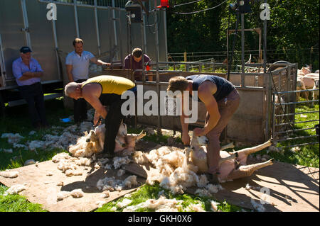 Sheep shearing at Llanthony Show near Abergavenny Monmouthshire South Wales UK Stock Photo