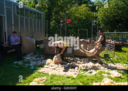 Sheep shearing at Llanthony Show near Abergavenny Monmouthshire South Wales UK Stock Photo