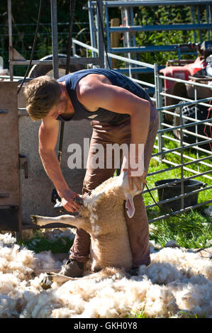 Sheep shearing at Llanthony Show near Abergavenny Monmouthshire South Wales UK Stock Photo