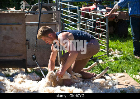 Sheep shearing at Llanthony Show near Abergavenny Monmouthshire South Wales UK Stock Photo