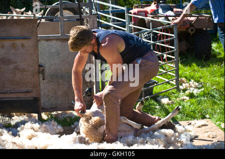 Sheep shearing at Llanthony Show near Abergavenny Monmouthshire South Wales UK Stock Photo