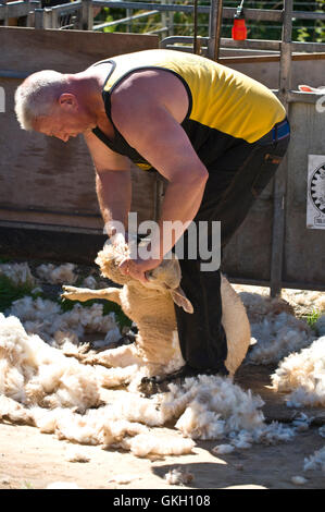 Sheep shearing at Llanthony Show near Abergavenny Monmouthshire South Wales UK Stock Photo