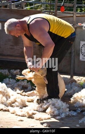 Sheep shearing at Llanthony Show near Abergavenny Monmouthshire South Wales UK Stock Photo