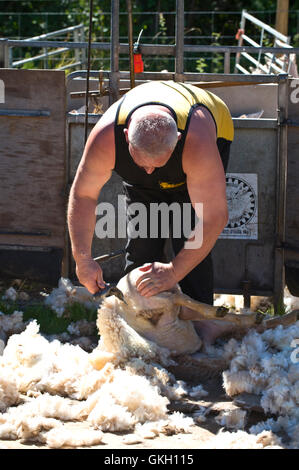 Sheep shearing at Llanthony Show near Abergavenny Monmouthshire South Wales UK Stock Photo