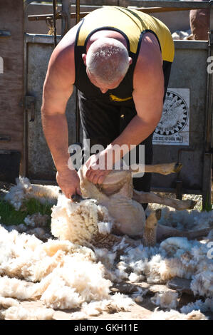 Sheep shearing at Llanthony Show near Abergavenny Monmouthshire South Wales UK Stock Photo