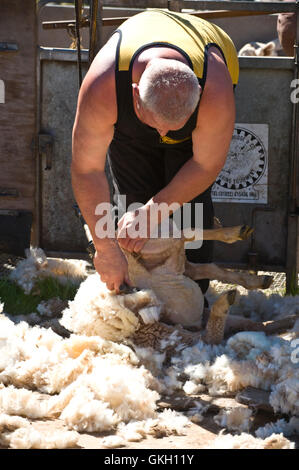 Sheep shearing at Llanthony Show near Abergavenny Monmouthshire South Wales UK Stock Photo