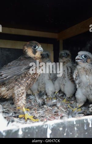 Duck Hawks / Wanderfalken ( Falco peregrinus ), offspring, fledglings of different age sits together in a nesting aid. Stock Photo