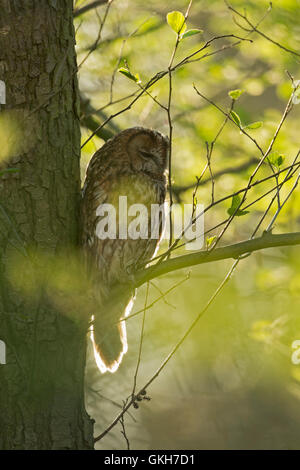 Daydreaming Tawny Owl ( Strix aluco ) perched in tree,  roosting in backlight between bright yellow green leaves, wildlife, Europe. Stock Photo