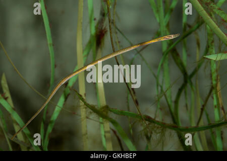 Kleine Schlangennadel, Nerophis ophidion, Straight-Nosed Pipefish, Straightnose pipefish, Le nérophis ophidion, Seenadel, Seenad Stock Photo