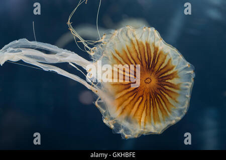 Kompassqualle, Kompass-Qualle, Kompaßqualle, Kompaß-Qualle, Qualle, Quallen, Chrysaora hysoscella, compass jellyfish, Compass-Je