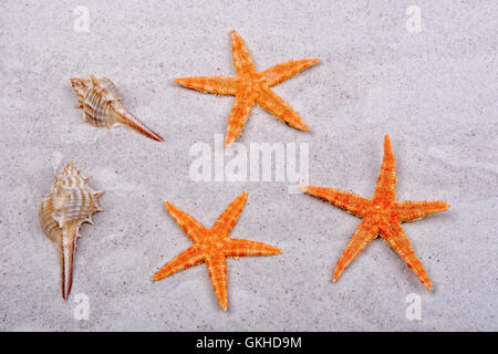 Orange starfishes and two shells on a greay sand Stock Photo